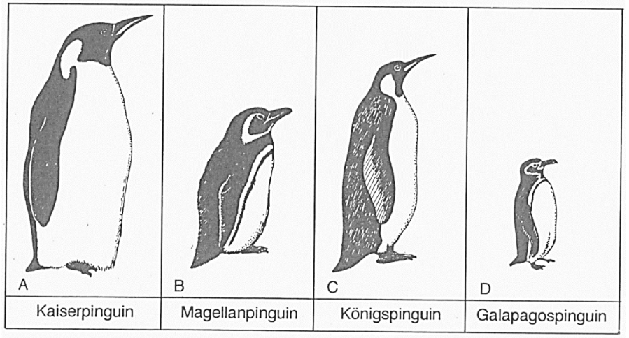 Vier gezeichnete Pinguine nebeneinander, beschriftet: Kaiserpinguin, Magellanpinguin, Königspinguin, Galapagospinguin.
